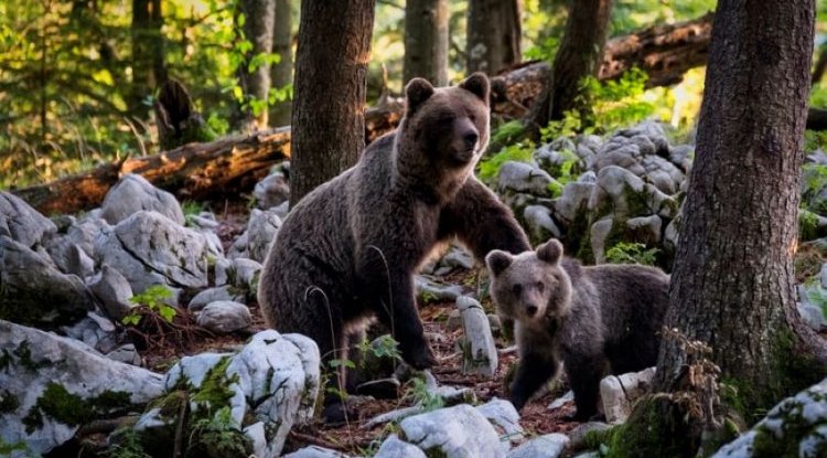 A brave American woman pushed a bear out of the yard to save the dogs