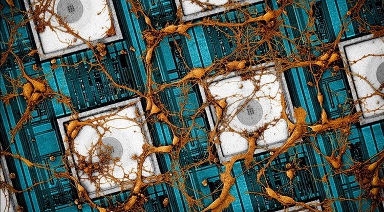 Samsung is doing a copy paste of the human brain on a chip