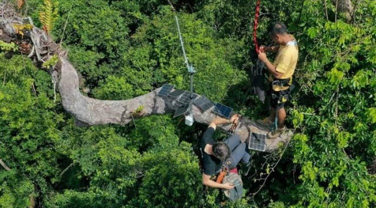 FOREST DEFENSE WITH OLD PHONES: Guardian smartphones protect forests from illegal logging and animals from extinction